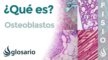 ¿Qué secretan los osteoclastos?