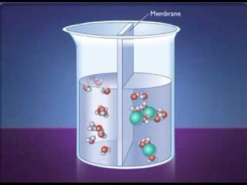 Video: Dung dịch nào gây ra hiện tượng thẩm thấu trong tế bào?