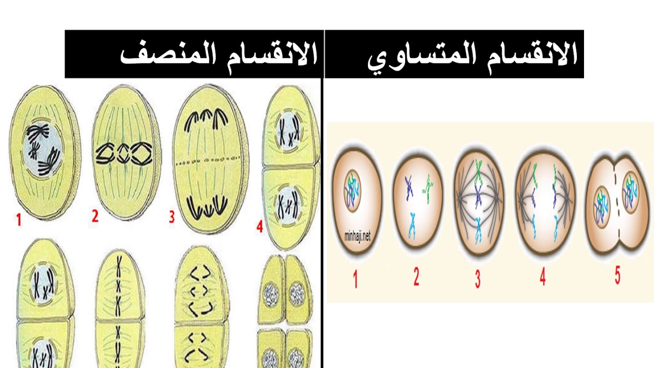 خصائص أربعة اثنين الانقسام من المنصف العلم من بيت عن الانقسام المتساوي التالي من اختر/ي من