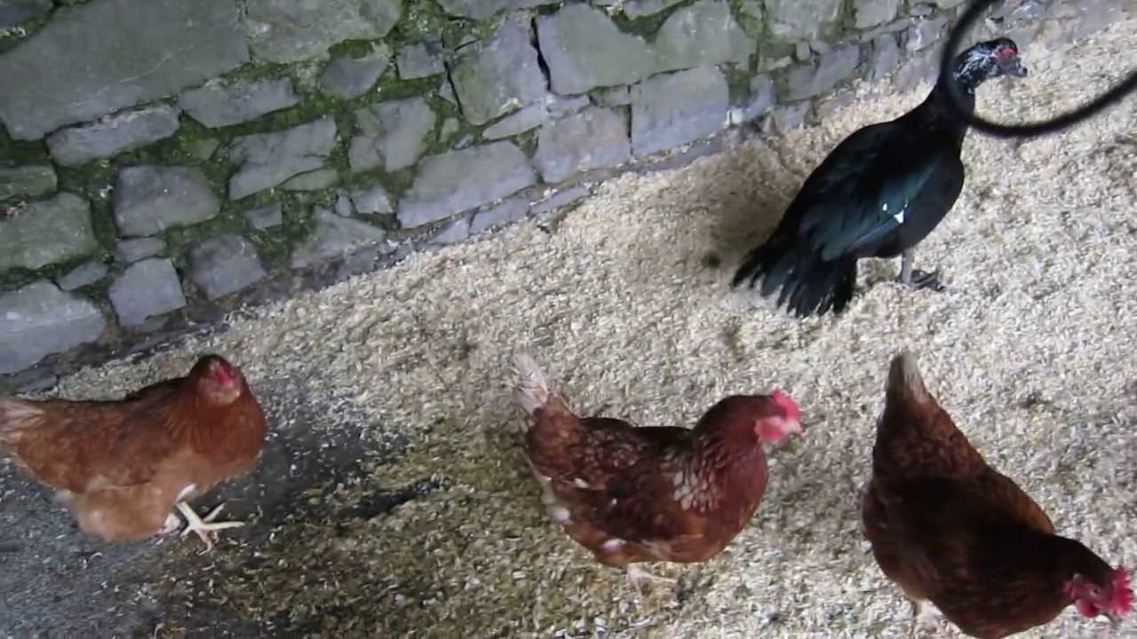 Cluck, Cluck, Cluck, Quack - YouTube