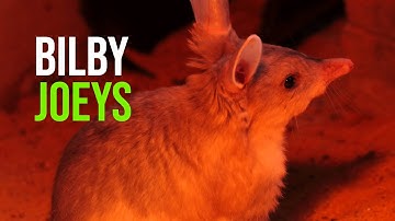 Joey Joy For National Bilby Day