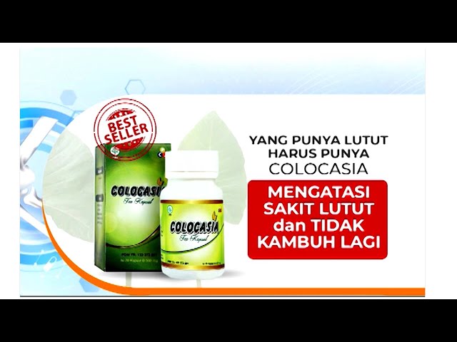 PELUMAS LUTUT DARI COLOCASIA #sakitlutut #nyerisendi #belanja #lejel class=