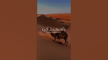 ﴿ أفلا ينظرون إلى الإبل كيف خلقت ﴾ ❤  سورة الغاشية ، عبدالرحمن مسعد #قرآن