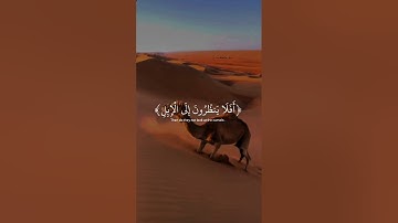 ﴿ أفلا ينظرون إلى الإبل كيف خلقت ﴾ ❤ سورة الغاشية ، عبدالرحمن مسعد #قرآن