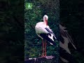 Elegant Grace 🪶 White Stork &amp; Gentle Preening Moments | 59 Sec