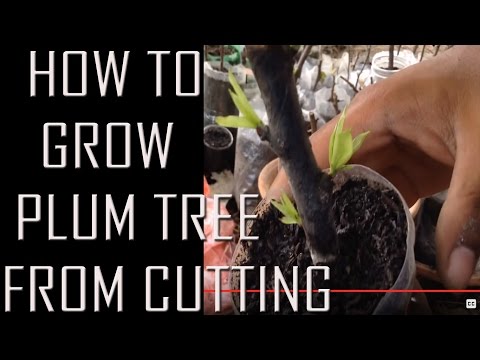 how to grow plum tree from a cutting