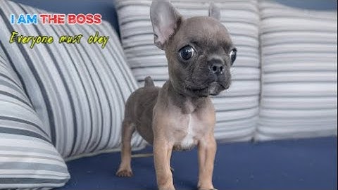 Tiny Frenchie Rules the House — Kneel Before the Cuteness! 😂👑🐾