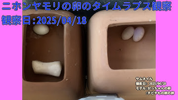 【Memorandum】 2025年04月18日 RPi-Cam-Web-Interfaceを用いたニホンヤモリの卵のTimelapse観察