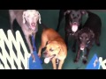 Puppy Learns Boundary Lines Puppy Learns Boundary Lines