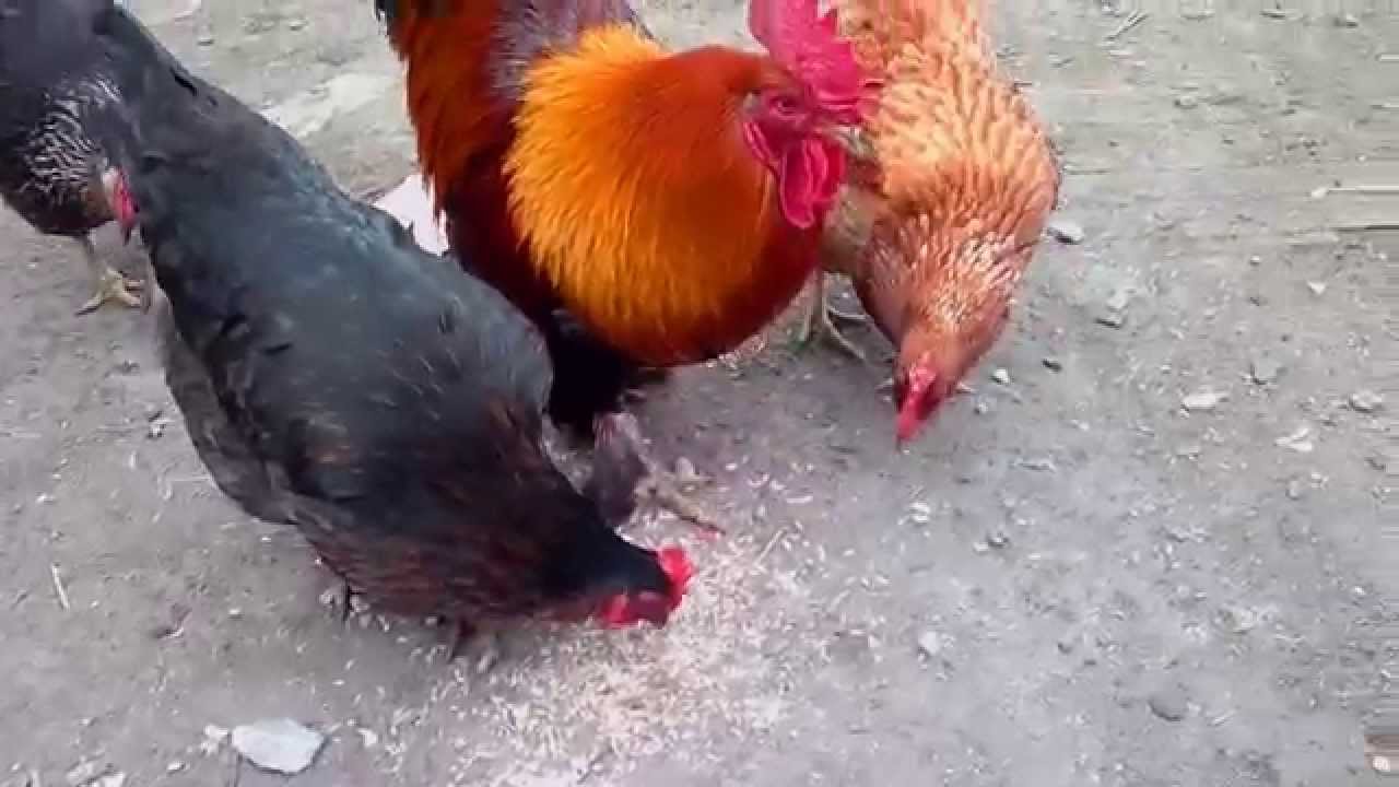 Выпадение яйцевода у кур несушек. Оплодотворение кур петухом. Процесс оплодотворения курицы и петуха. Как петух оплодотворяет яйцо. Петух оплодотворяет курицу.
