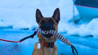 Will My Dog Save Me When I Fall Through The Ice? #belgianmalinois by Grizzly Alaska 1,024 views 1 year ago 4 minutes, 5 seconds