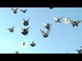 НИКОЛАЕВСКИЕ ГОЛУБИ./pigeons/ БАБОЧКА (осень2021 часть2) . С Новым Годом голубятники!