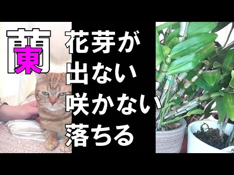 蘭 デンドロ 花芽の悩み 開花しない 膨らまない 枯れた 落ちた Youtube