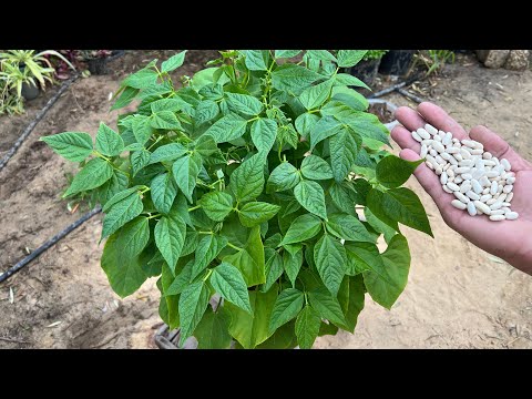 I'm sure these seeds are in every kitchen, but many people neglect to grow them. ☘️ Growing the m... thumbnail
