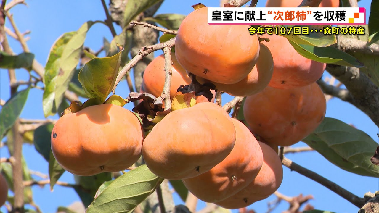 １９０８年から皇室に献上 森町特産 次郎柿 を収穫 Youtube