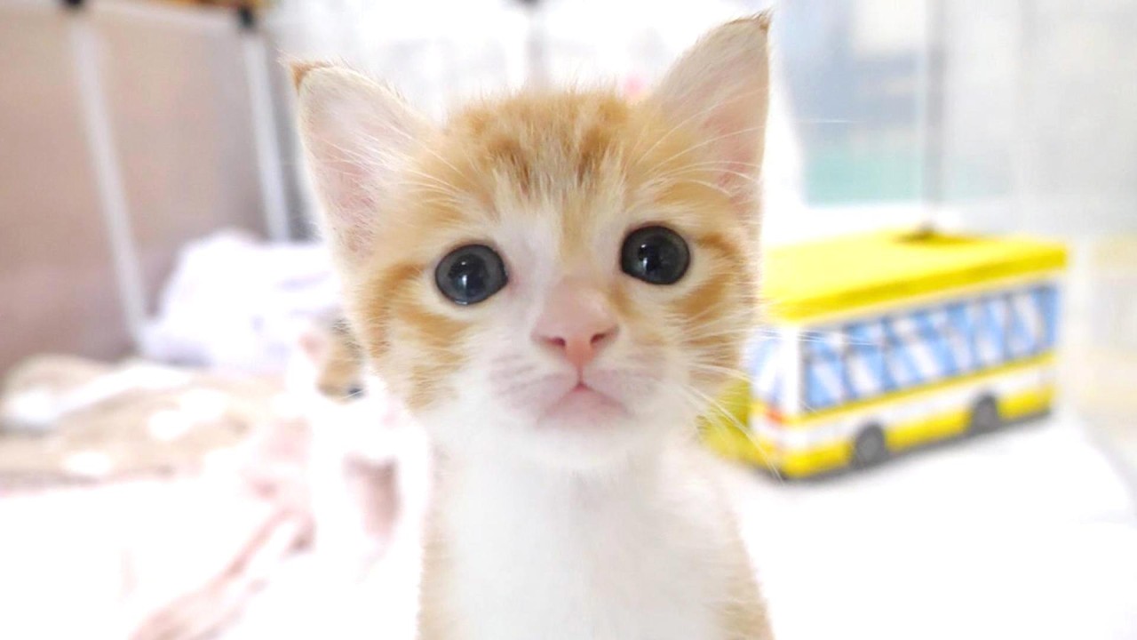 子猫が足に登って来ちゃって焦るおじさんｗ【赤ちゃん猫　保護猫】