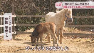 飼育員も驚いた理由は…「ドイツの森」で馬の赤ちゃんが初誕生　岡山・赤磐市