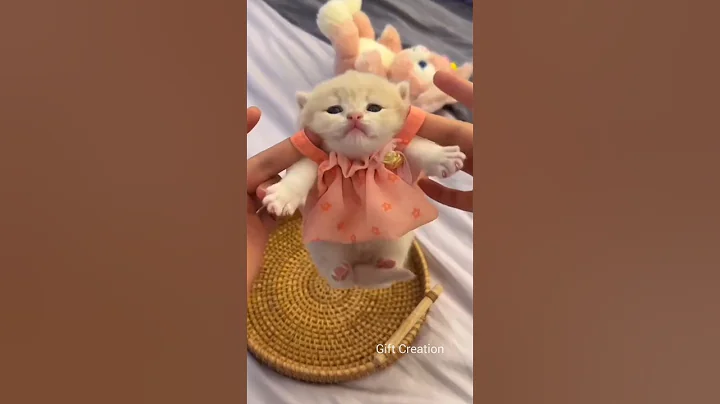 Watch the video about Funny cats video😹 Funny cats shorts 😹 Funny cats and dogs😍 funny video 😂 funny moments