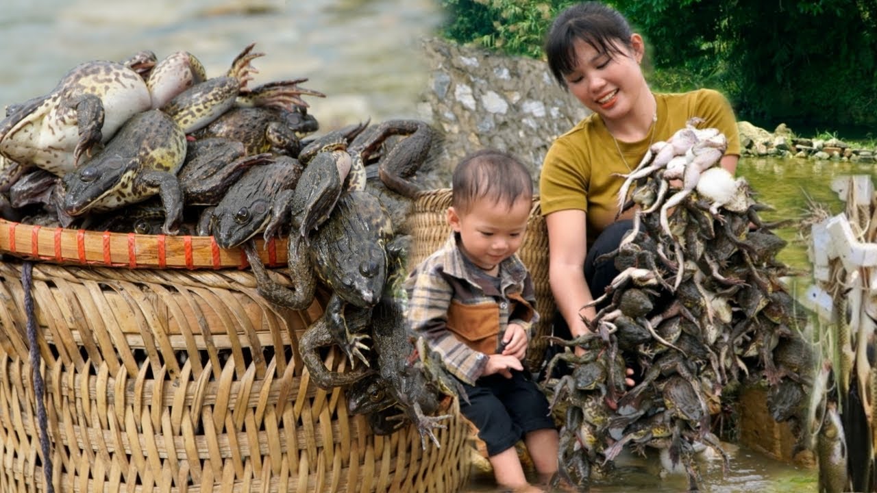 Catch giant wild frogs when the rainy season comes and bring them to the market to sell to traders