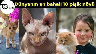 Dünyanın Ən Bahalı 10 Pişik Növü