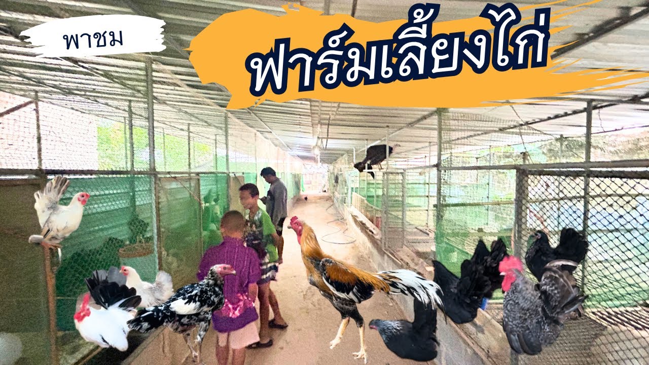 พาชมฟาร์มเลี้ยงไก่สวยงาม ในพื้นที่ใกล้เคียง EP.1