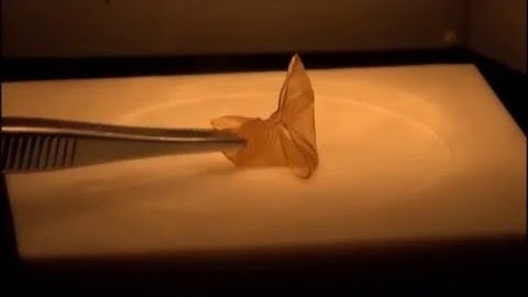 Shape memory polymer network with thermally distinct elasticity and plasticity