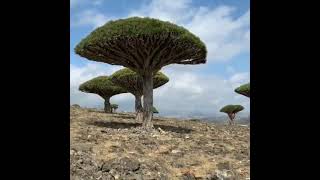 ??Socotra, Yemen