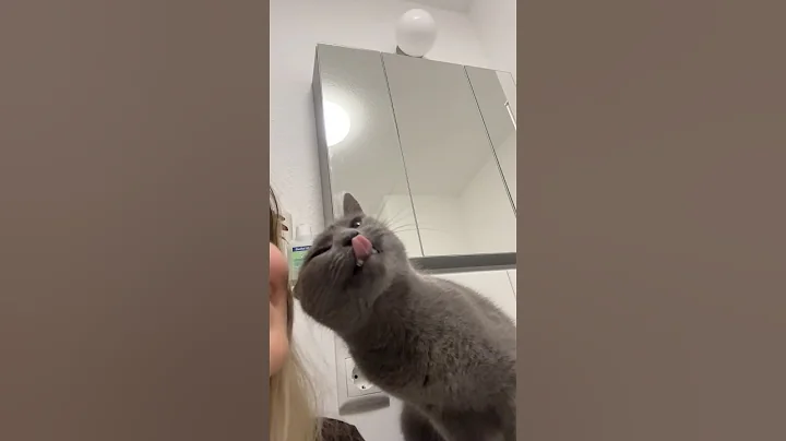 Video 11794331: pet russian blue cat, russian blue kitty cat, russian blue cat kitten, cute russian blue cat, funny russian blue cat, kitten pets cutecat kitty, cute cat kisses
