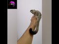 Sugar Glider #pets #animals #sugarglider #bangladesh 🇧🇩