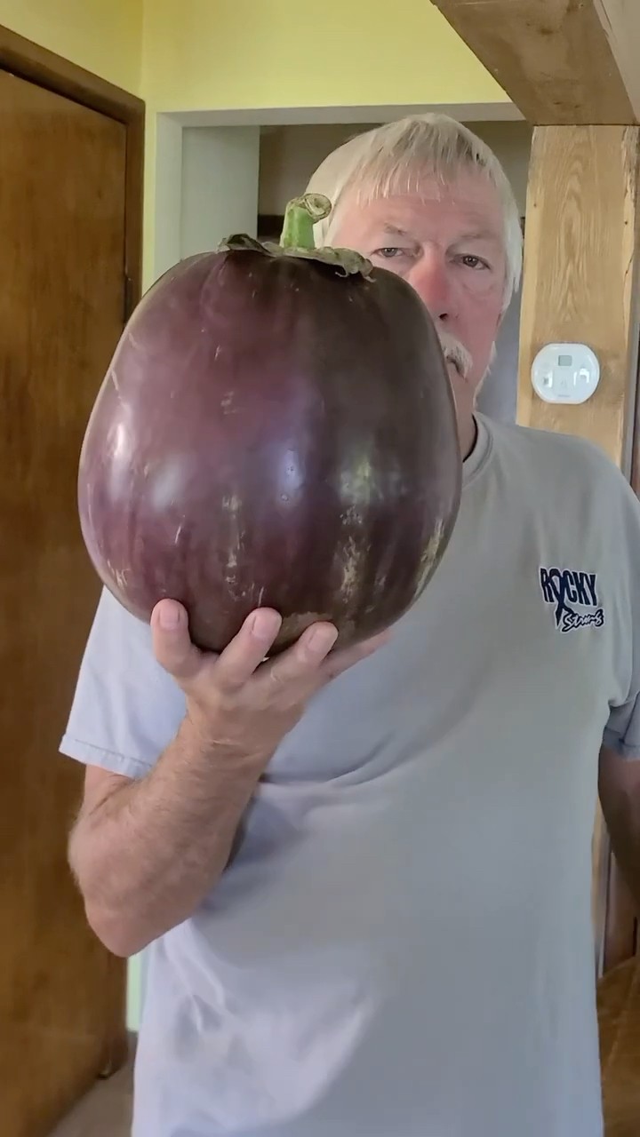 Heaviest eggplant 🍆 3.778 kg (8 lb 5.3 oz) grown by Dave