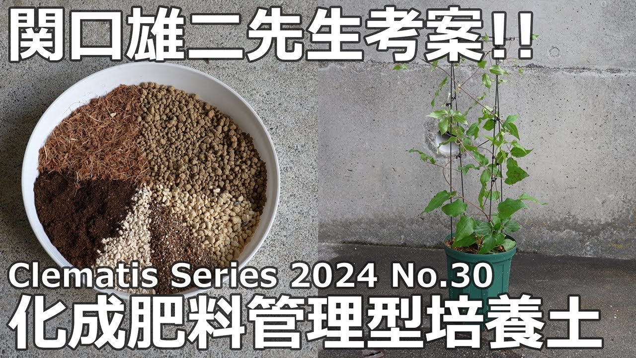 【クレマチスシリーズ 2024 No.30】関口先生の化成肥料管理型培養土♪