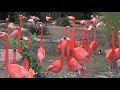 JayK Channel: San Diego Zoo  Flamingoes