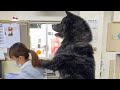 Dog Lovers in Japan 🇯🇵 dangerous dog