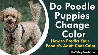 Do Poodle Puppies Change Color: How to Predict Your Poodle’s Adult Coat Color