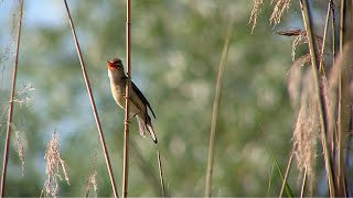 An exuberant marsh warbler (Acrocephalus palustris)