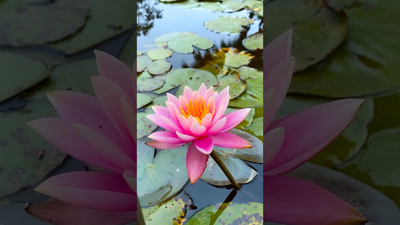 Watch Grace blooms even in stillness. #landscape #suiren #flower #japan #cozy #chill #lofi on YouTube Watch Grace blooms even in stillness. #landscape #suiren #flower #japan #cozy #chill #lofi on YouTube