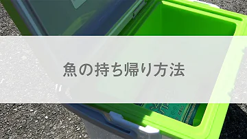 釣った魚を持ち帰り方法