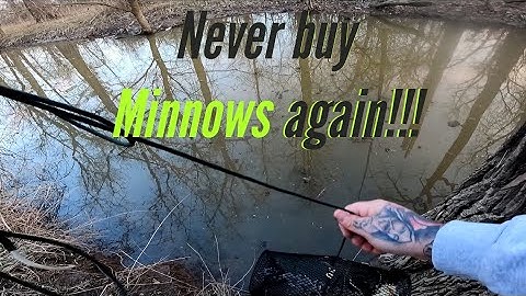 Minnow Trapping 101: Catch More Fish with These Expert Tips and Tricks