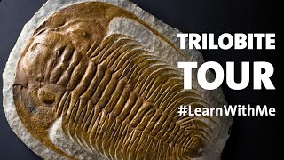 Take a Trilobites Tour LearnWithMe