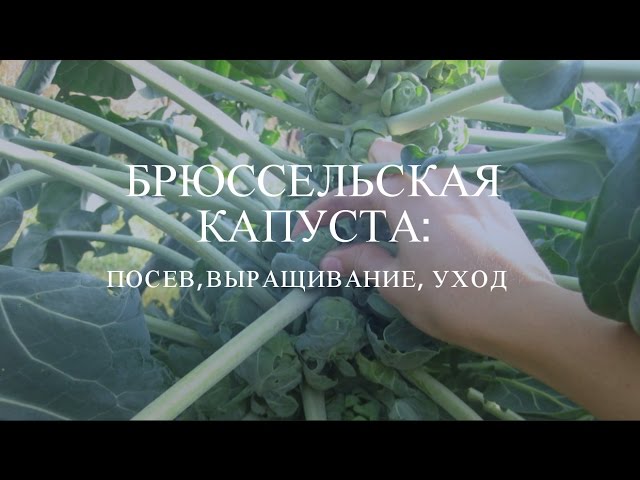Капуста брюссельская: выращивание, посадка и уход.