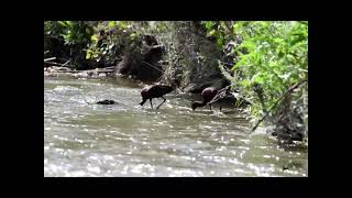 La corriente de la vida " El desove de los Barbos" Escucha...La música del Rio Guadiana