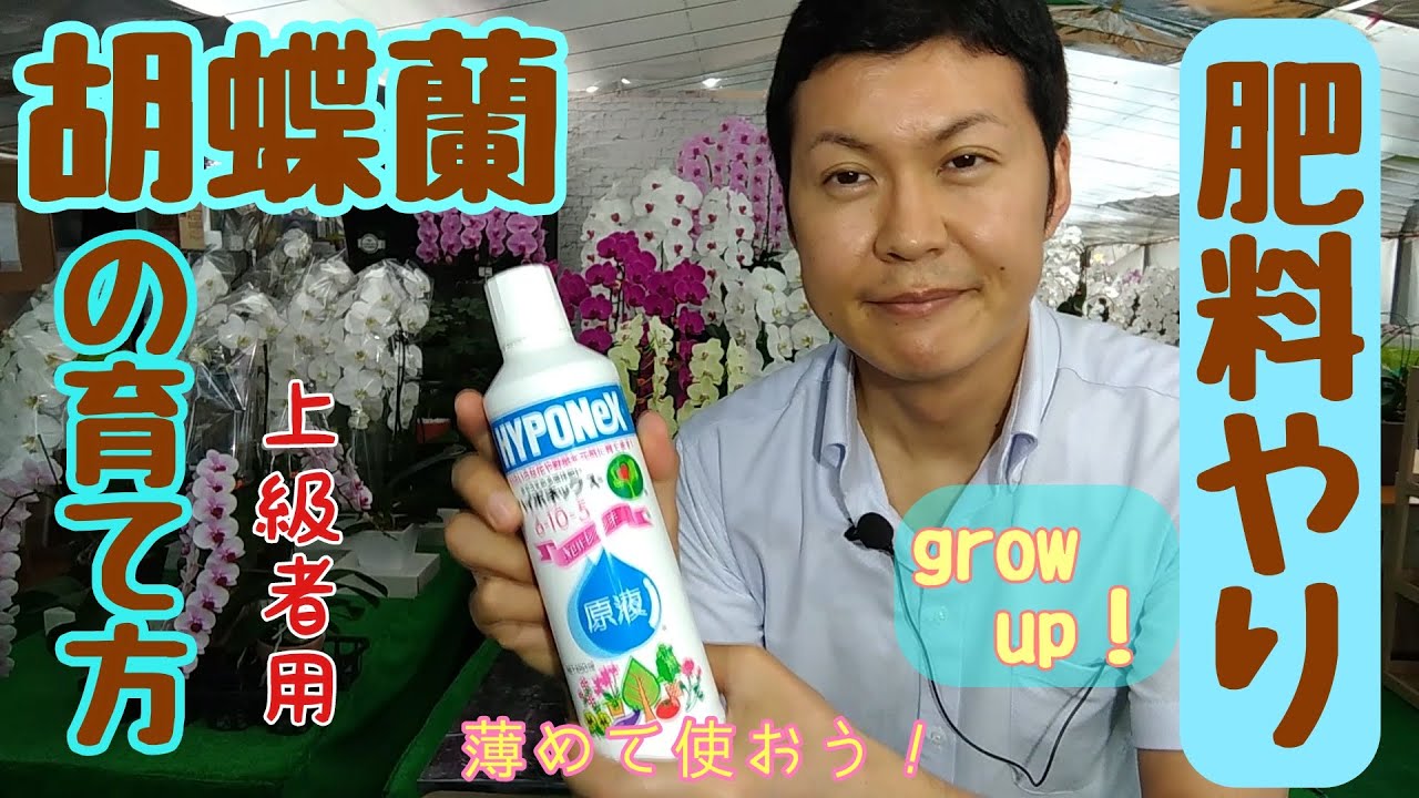 ぐんぐん育てるなら 自宅でできる胡蝶蘭の肥料の与え方です 生産者がわかりやすく教える胡蝶蘭の管理方法 クマサキ洋ラン農園https Www Rannohana Com Youtube