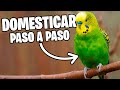 DOMESTICAR PERIQUITOS PASO A PASO