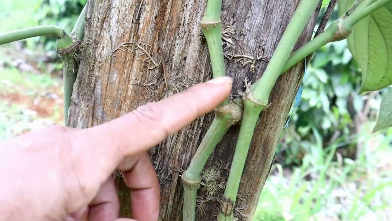 Cara memangkas Lada agar rimbun dari bawah