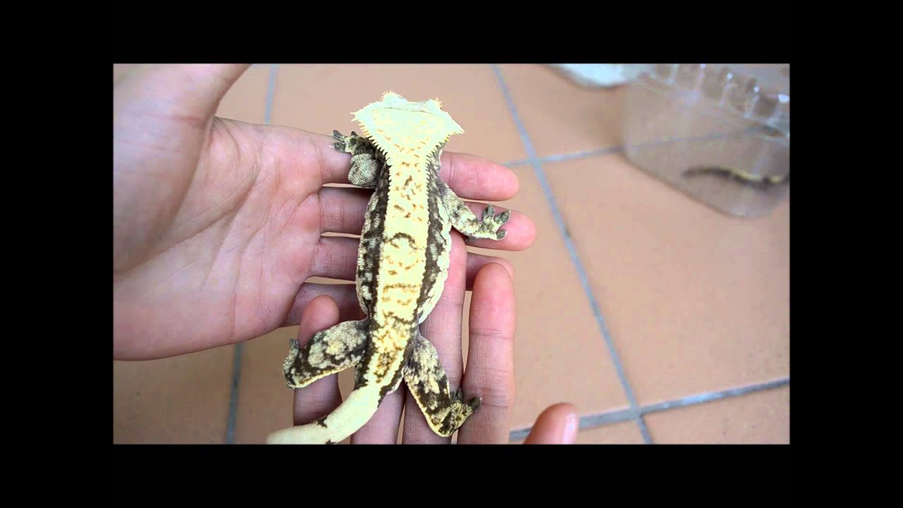 lizard skin grips Some of my breeder males