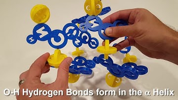 Secondary Structure: Alpha Helix and Beta Strand