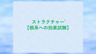 秀品サポート肥料 ストラクチャー®　根系への効果試験