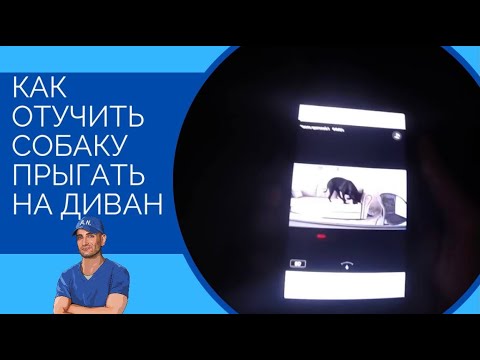 Вопрос: Как отучить собаку спать на вашей кровати?