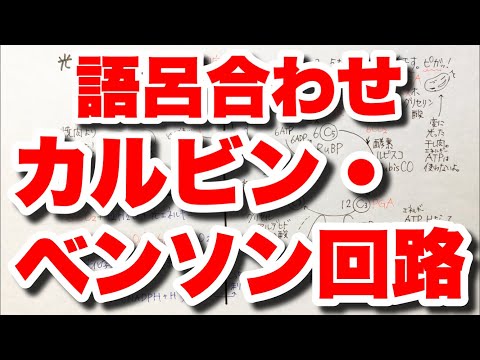 【光合成②】カルビン・ベンソン回路の覚え方　光合成後半の語呂合わせ　リブロース二リン酸RuBP→ホスホグリセリン酸PGA→グリセルアルデヒドリン酸PGA　代謝　ゴロ生物