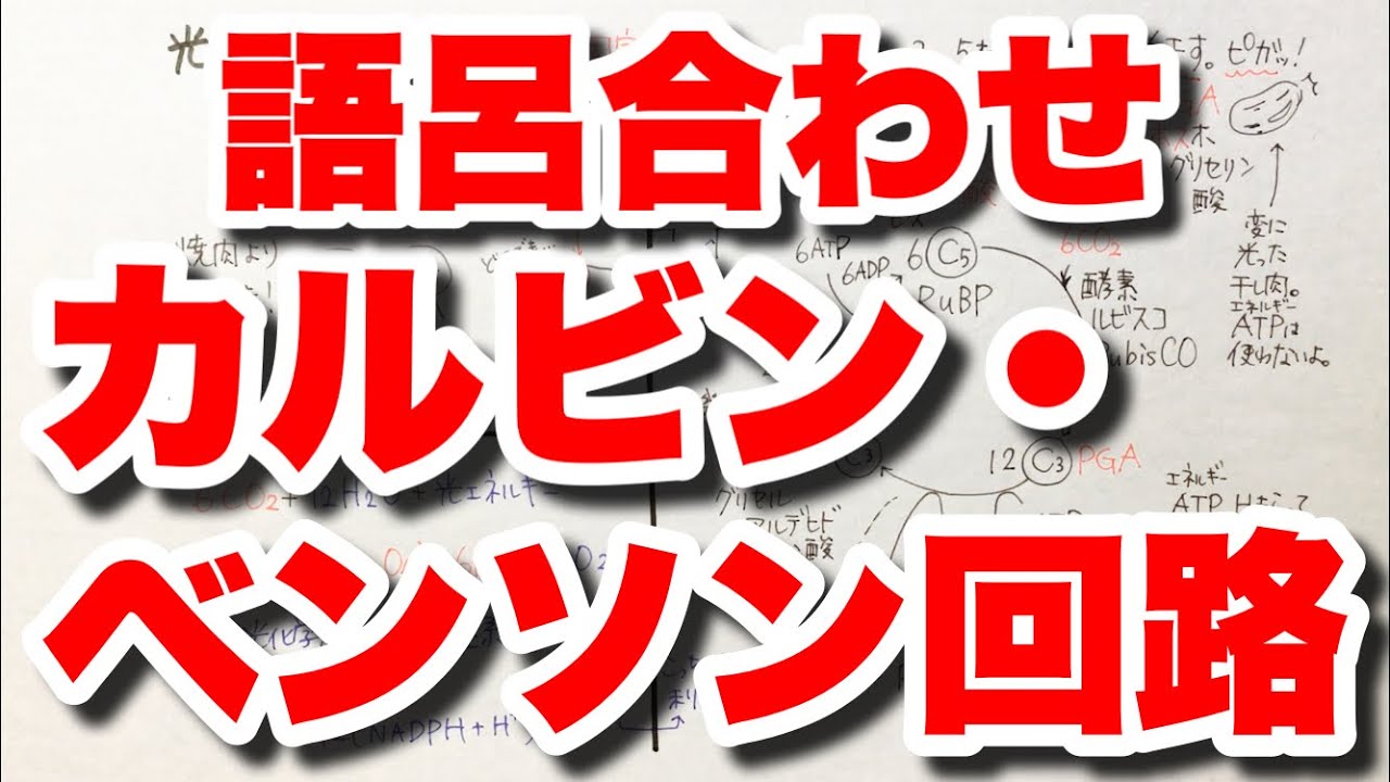 光合成後半の語呂合わせ カルビン ベンソン回路の覚え方 光合成の前半は概要欄へ ゴロ生物 勉強 Youtube スタディチューブ